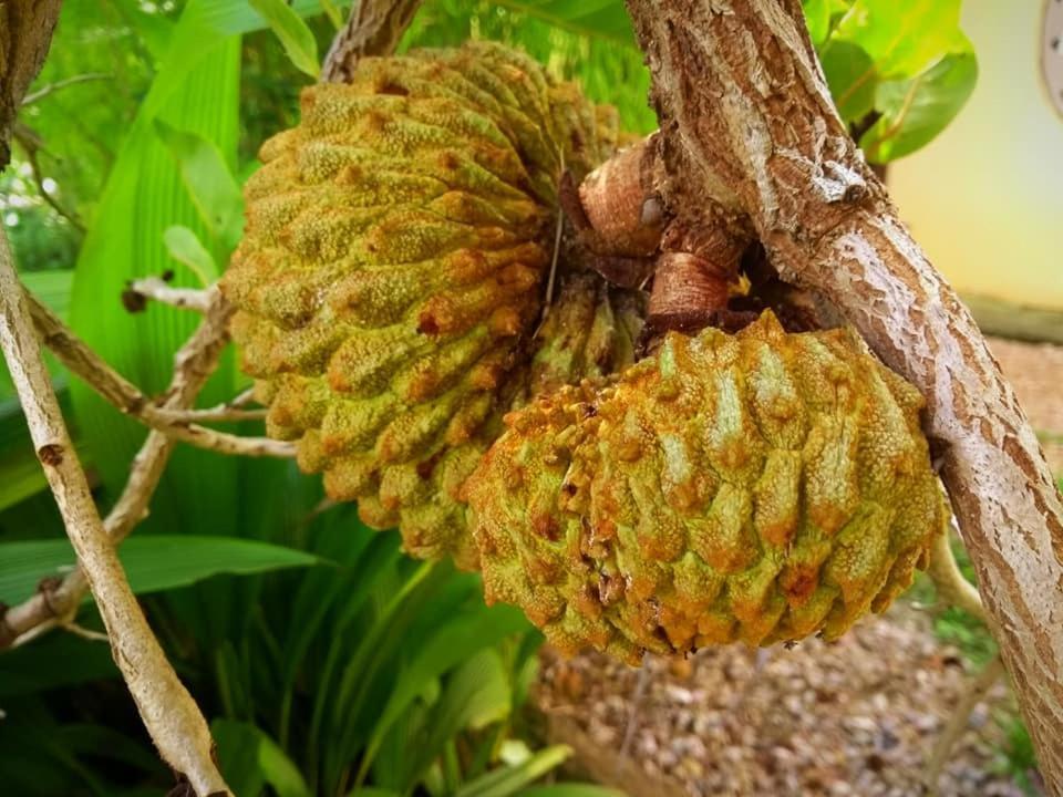 Pousada Paralelo 14 Alto Paraíso de Goiás Bagian luar foto